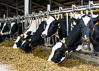 Автоматический мониторинг пережевывания корма коровами становится новым направлением в цифровизации животноводства